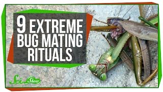 9 Extreme Bug Mating Rituals [upl. by Sophronia]