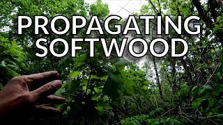 Propagating Rooting Oak Trees from Softwood Cuttings [upl. by Netsyrk]