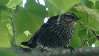 A Female Redwinged Blackbird Calls in Early Summer [upl. by Sayer]