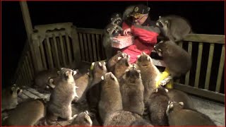 Mobbed by Raccoons 25 Tuesday Night 03 Nov 2020 [upl. by Odraude]