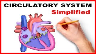 Circulatory System Physiology Heart Simplified [upl. by Giardap]