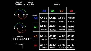 Genetics  Dihybrid Cross Example 2 [upl. by Ajiram]