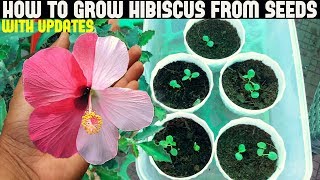 How To Grow Hibiscus From Seeds FULL UPDATES [upl. by Mccollum]