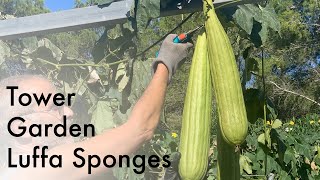 Growing luffa sponges on a Tower Garden  Loofah Sponges [upl. by Saffian]