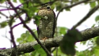 Sparrowhawk Call  What Sound Do Sparrowhawks Make   Birds of Prey [upl. by Wesley601]