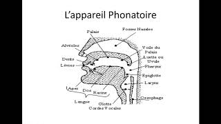 La Phonétique 1 L’appareil phonatoire [upl. by Llien]