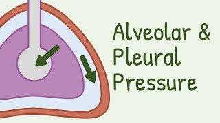 Alveolar Pressure and Pleural Pressure [upl. by Toll]