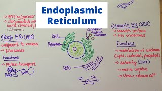 Structure and Function of Endoplasmic Reticulum [upl. by Patrica]