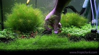 ELEOCHARIS PARVULA Fast Trimming [upl. by Eillit]