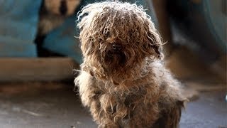 180 Animals Rescued from Arkansas Puppy Mill [upl. by Erlinna]