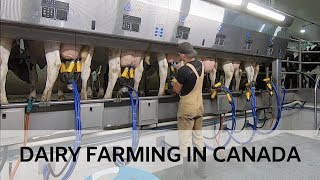 Milking Cows in Brand New Parlour [upl. by Hux]