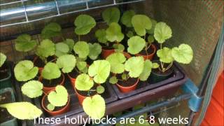 hollyhocks from seed Successful propagation Tips and Help [upl. by Jarek]