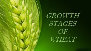 Stages of Growth in Wheat [upl. by Dde764]