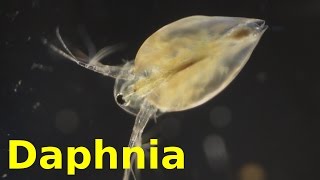 Daphnia [upl. by Oderfliw]