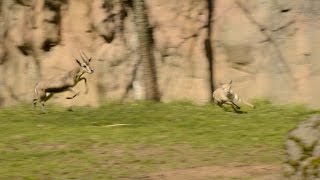 Tiny gazelle leads highspeed chase at zoo [upl. by Baxy]