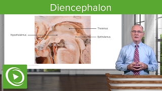 Diencephalon Components amp Structure – Brain amp Nervous System  Lecturio [upl. by Lyrrehs]