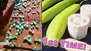 Growing Luffa Sponges From Seed  For the 1st Time [upl. by Elrod]