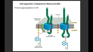 Lecture 3 Protein glycosylation in ER [upl. by Nalro307]