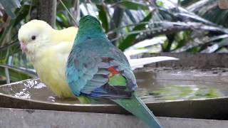 Red Rump Parrots Bathing [upl. by Colan66]