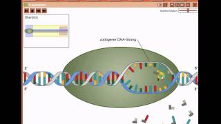 Biologie  Proteinbiosynthese  Transkription Neu [upl. by Atilehs]