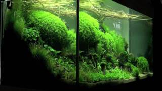 Aquascaping  Aquarium Ideas from The Art of the Planted Aquarium 2011 part 1 [upl. by Anahahs]