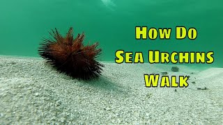 How Do Sea Urchins Walk [upl. by Rihsab]