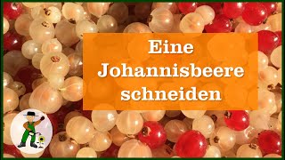 Eine Johannisbeere schneiden [upl. by Asillim]