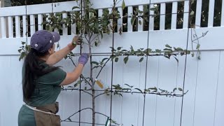 Planting Espalier Apple Trees Part 1 🍎 How’s It Growing [upl. by Eckardt]