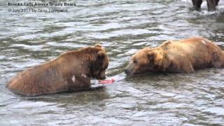 Grizzly Bears Fighting Over Salmon [upl. by Korwun]