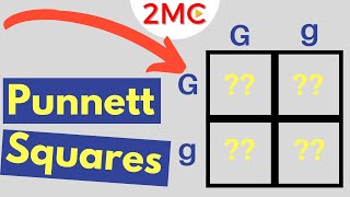 Punnett Square Basics  Mendelian Genetic Crosses [upl. by Elacim]