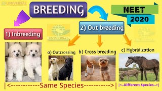 NEET Bio  Inbreeding Out breeding and Cross breeding  CBSE Class 12 Biology Animal breeding [upl. by Kutzer747]