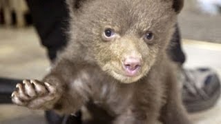 Hear baby bear make cutest noise [upl. by Agathe824]