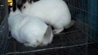 Successful Rabbit Breeding [upl. by Yasmeen]