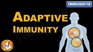 Adaptive Immunity  An Introduction FLImmuno18 [upl. by Auqined]