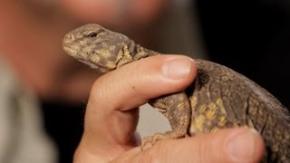 6 Facts about SpinyTailed Lizards  Pet Reptiles [upl. by Sesiom]