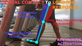 THE PHASES OF WALKING GAIT CYCLE BREAKDOWN [upl. by Florance444]