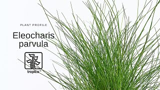 Eleocharis parvula  Dwarf hairgrass [upl. by Kere]