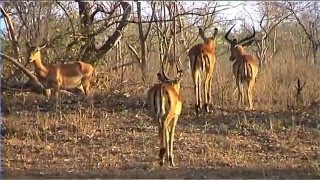 African Wildlife HD Part 1  South Africa Kruger Park 24  Travel Channel [upl. by Encratis]