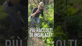 TRUCCO per RACCOGLIERE più INSALATA [upl. by Dannie793]