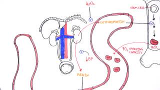 Endocrinology  Renal Hormones [upl. by Juan]