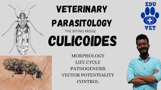 CulicoidesThe Biting MidgesVeterinary Parasitology [upl. by Ahseikal]