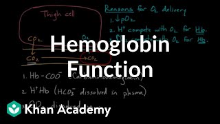 Hemoglobin moves O2 and CO2  Human anatomy and physiology  Health amp Medicine  Khan Academy [upl. by Kirt]