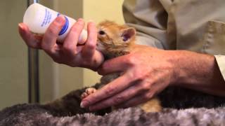 Orphaned Kitten Care How to Videos  How to Bottle Feed an Orphaned Kitten [upl. by Themis]