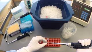 PCR Protocol  Part 1 [upl. by Iain]