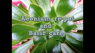 Aeonium repot and basic care [upl. by Parris]