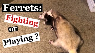 Ferrets Fighting or Playing [upl. by Neenaej]