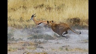 Lion Hunt Gazelle  Animal Kingdom  Lion Attack  Wild Life [upl. by Couchman]