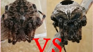 Gagamba TV  Best Fight ever  spider load  39 [upl. by Mars199]