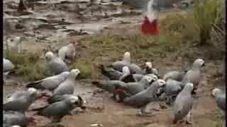 African Grey Parrots in the Wild [upl. by Novart]