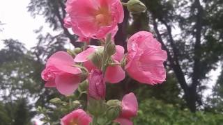 Hollyhock  How to harvest and grow Mix color Hollyhock Flowers [upl. by Tehcac]